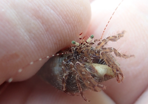 Striped Hermit Crab
