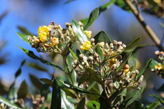 Anastrabe integerrima