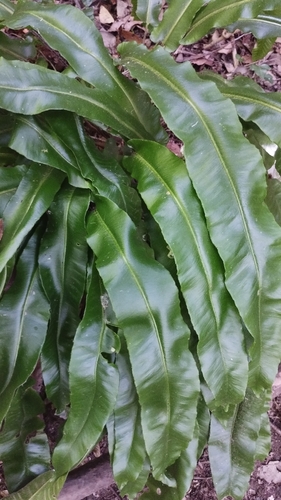 Hart's-tongue fern