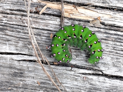 Small Emperor Moth
