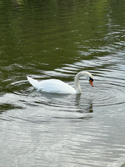 Mute Swan