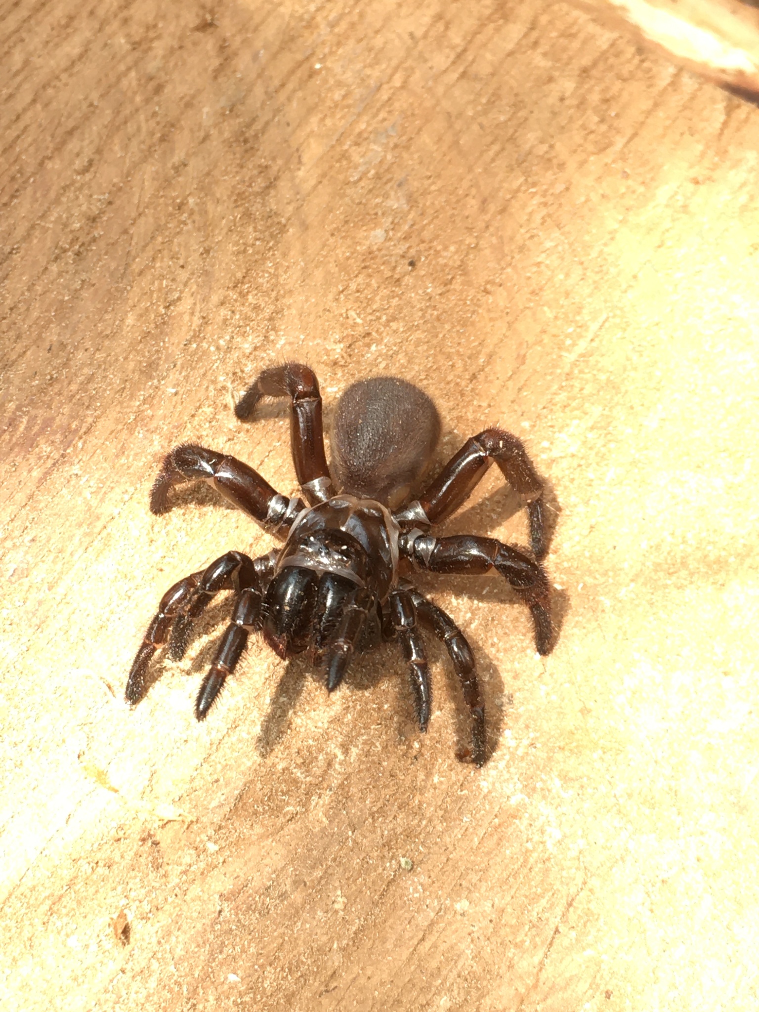 Actinopus robustus (O.Pickard-Cambridge, 1892)