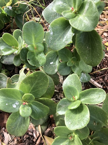 Crassula multicava
