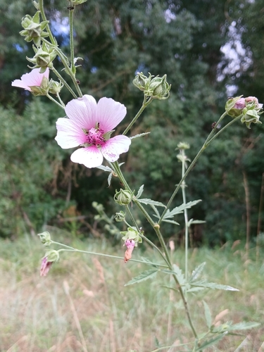 Hemp-leaved Mallow
