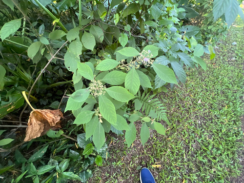Callicarpa longifolia observed 2026-06-27