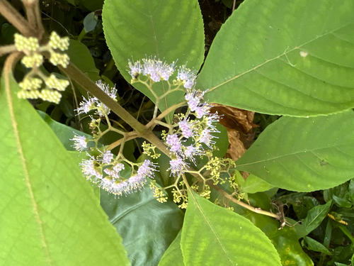 Callicarpa longifolia observed 2026-06-27