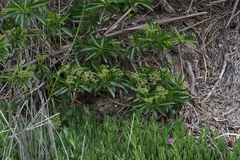 Rauvolfia sumatrana
