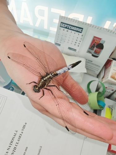 White-tailed Skimmer