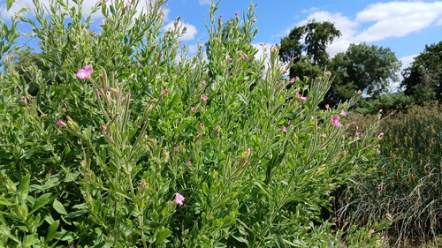 Great Willowherb
