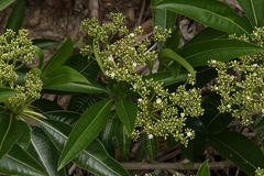 Rauvolfia sumatrana