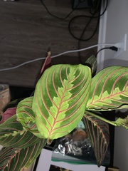 Maranta