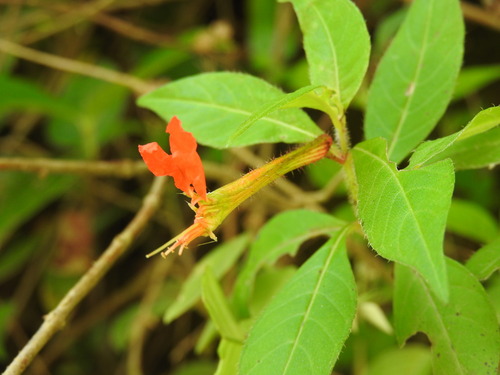 Cuphea appendiculata, photograph 2