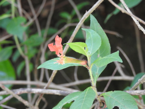 Cuphea appendiculata, photograph 5