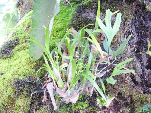 Prosthechea ochracea, photograph 5