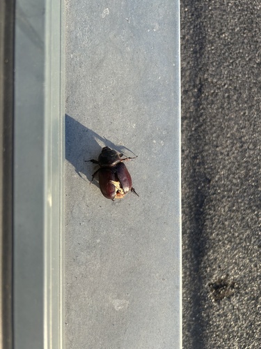 European Rhinoceros Beetle