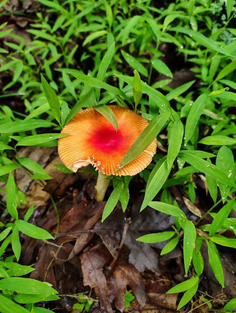 False Caesar's Mushroom · June 2026 · photo: Photo: no rights reserved · iNaturalist