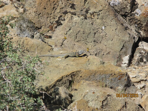 iNaturalist observation photo of Desert Collared Lizard