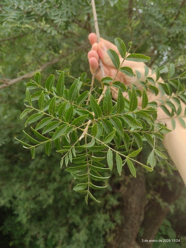 Schinopsis lorentzii