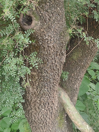 Schinopsis lorentzii, photograph 2
