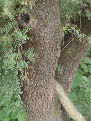 Schinopsis lorentzii, photograph (c) Marcos Gramaglia, some rights reserved (CC BY)