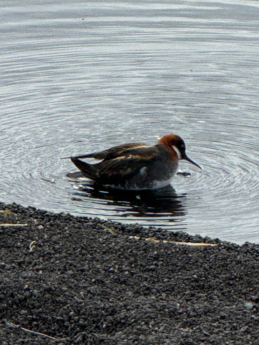 Falaropo picofino (Phalaropus lobatus)