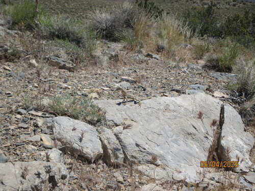 iNaturalist observation photo of Desert Collared Lizard