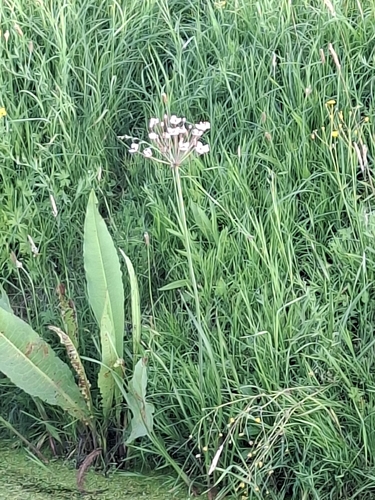 Flowering-rush