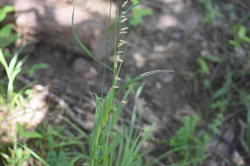 Melica nitens observed 2026-06-25