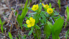 Ranunculus eschscholtzii, photograph (c) Daughter Dad, some rights reserved (CC BY)