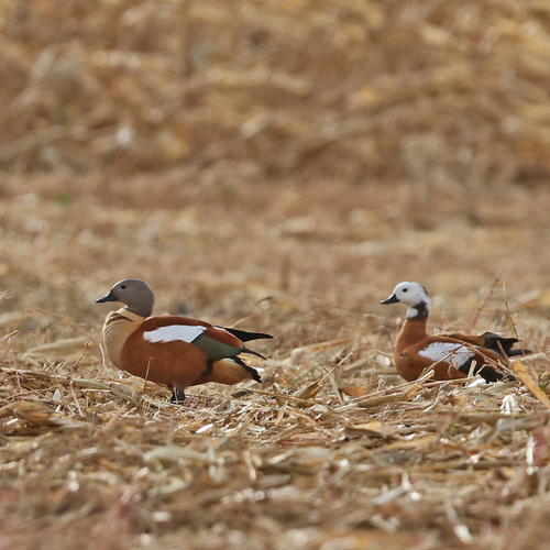South African Shelduck