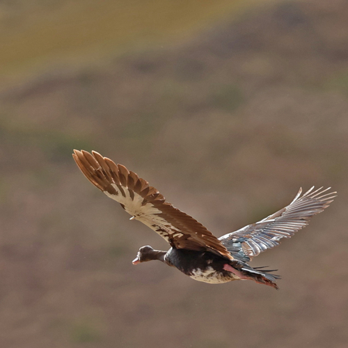 Spur-winged Goose