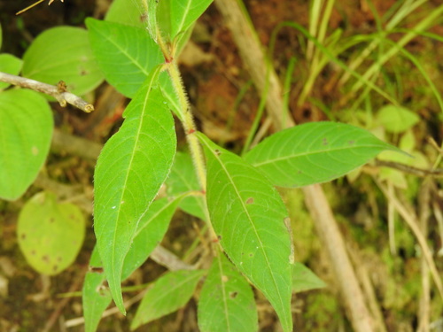 Cuphea appendiculata, photograph 6