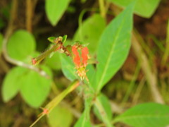 Cuphea appendiculata