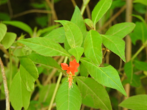 Cuphea appendiculata, photograph 3