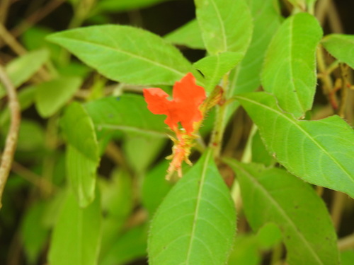 Cuphea appendiculata, photograph 1