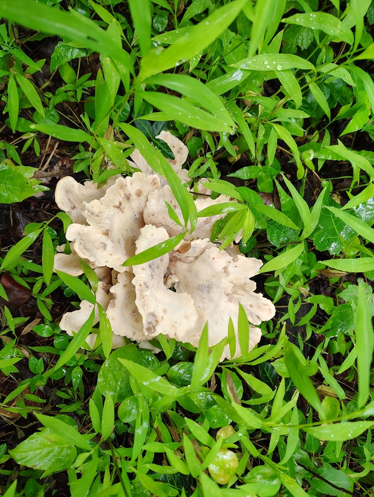 Black-staining Polypore · June 2026 · photo: Photo: no rights reserved · iNaturalist