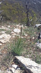 Asphodeline taurica