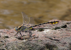 Gomphurus externus