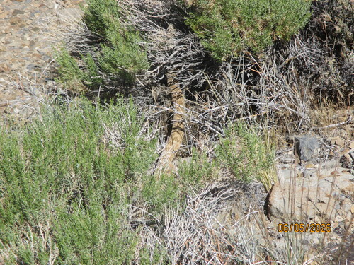 iNaturalist observation photo of Panamint Rattlesnake