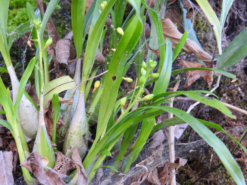 Prosthechea ochracea, photograph 6