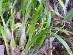 Prosthechea ochracea, photograph (c) Alexis López Hernández, some rights reserved (CC BY)