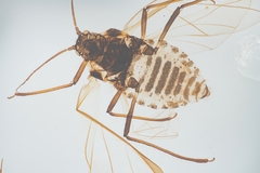 Pterocomma
