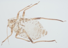 Pterocomma