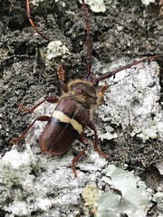 Deretrachys juvencus