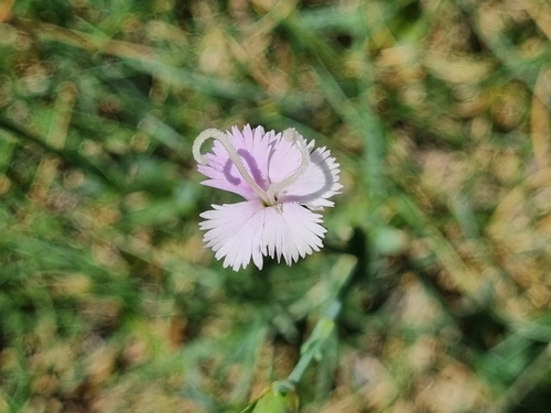 Dianthus benearnensis