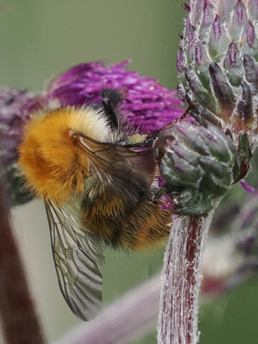 Common Carder Bumble Bee