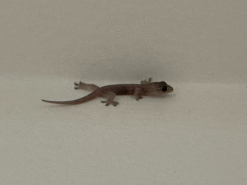 Gehyra mutilata observed 2026-06-28