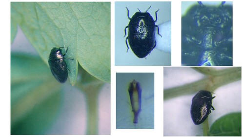 Trachys lichtensteini