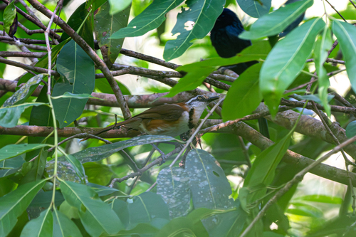 Lesser Necklaced Laughingthrush (Garrulax monileger), photo 7