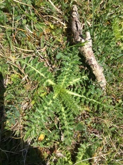 Cirsium acaule